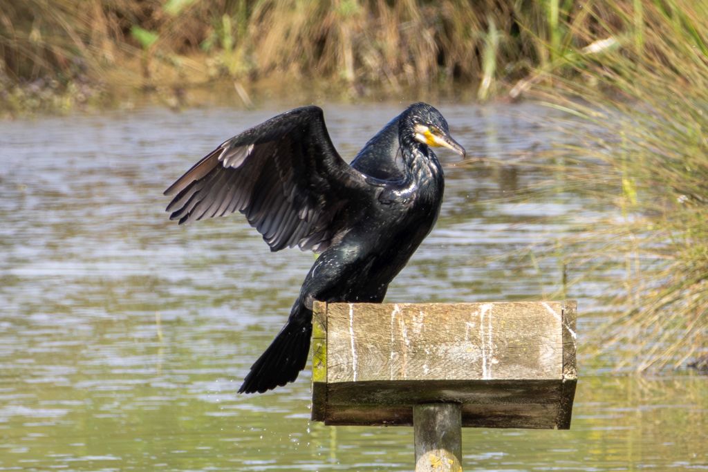 Cormorant image 1